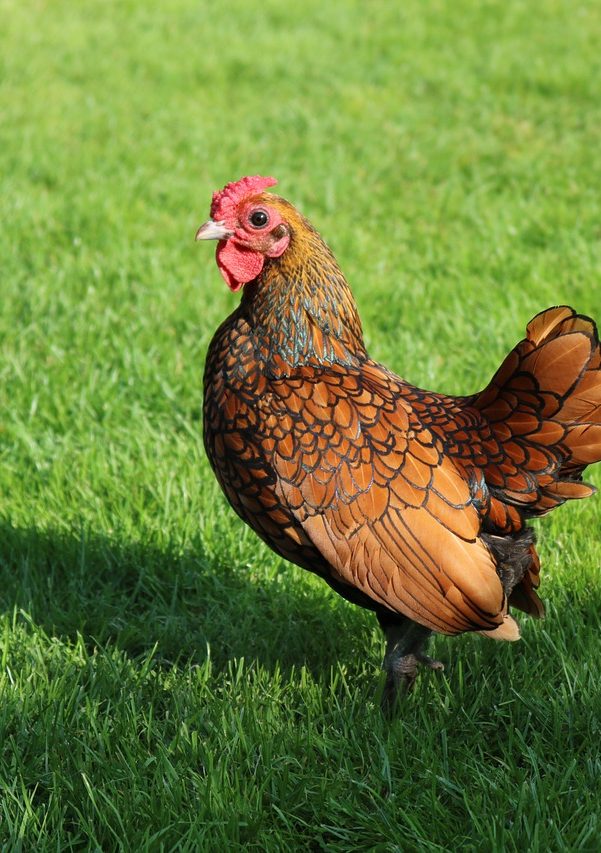 Seabright Bantam Brown and gold chicken with a red comb, standing on green grass.