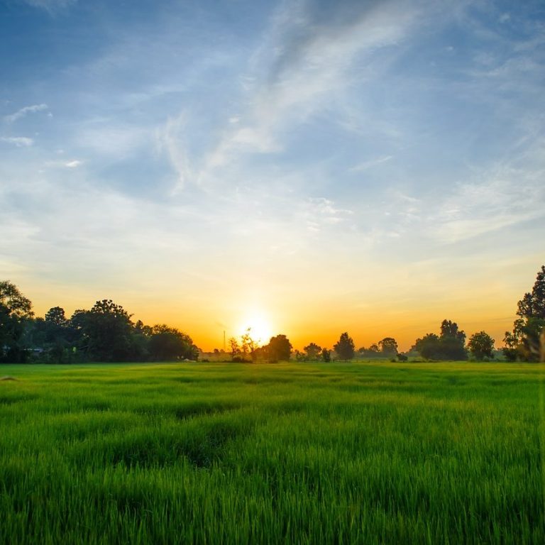 Fields of Green A vast green field under a colorful sunset with scattered trees in the background.
